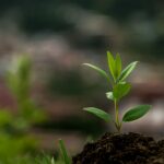 green plant on brown soil